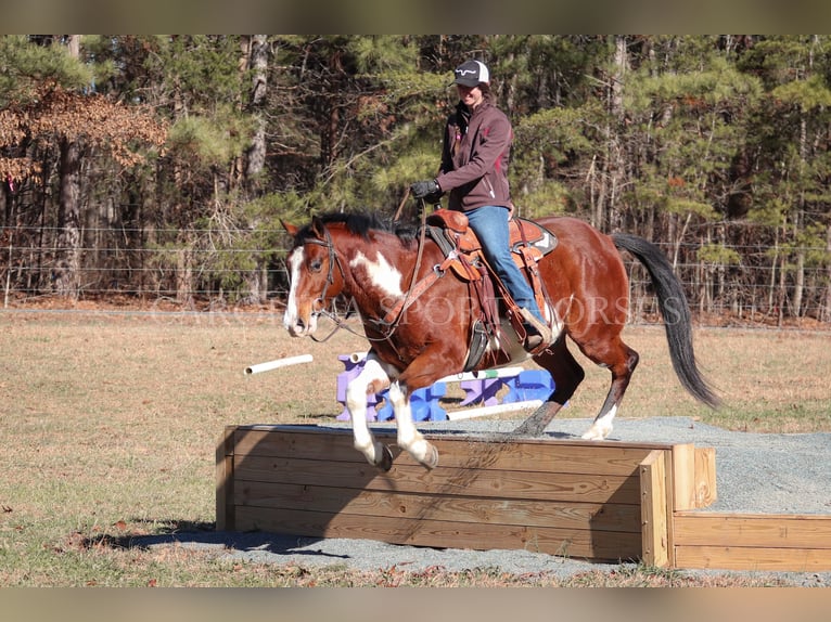 Paint Horse Castrone 8 Anni 150 cm in Clover, SC