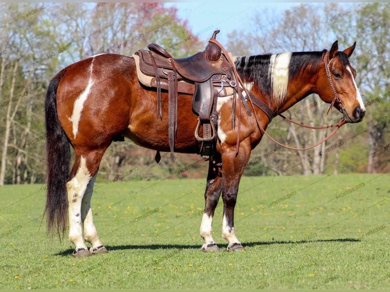 Paint Horse Castrone 8 Anni 150 cm Pezzato in Shippenville