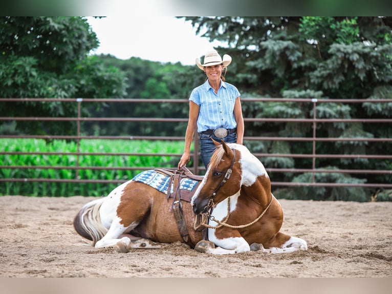 Paint Horse Castrone 8 Anni 150 cm Sauro scuro in Lake Lillian MN