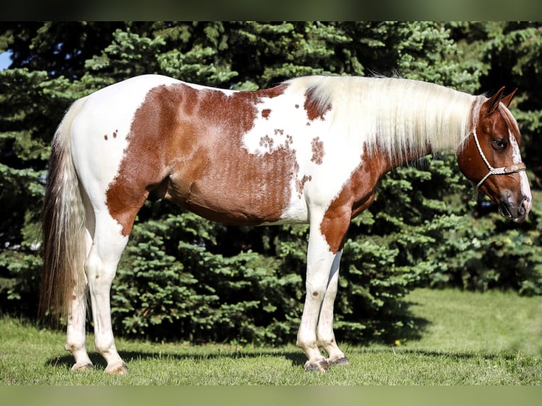 Paint Horse Castrone 8 Anni 150 cm Sauro scuro in Lake Lillian MN