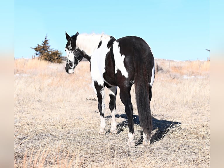 Paint Horse Castrone 8 Anni 152 cm Pezzato in Chadron