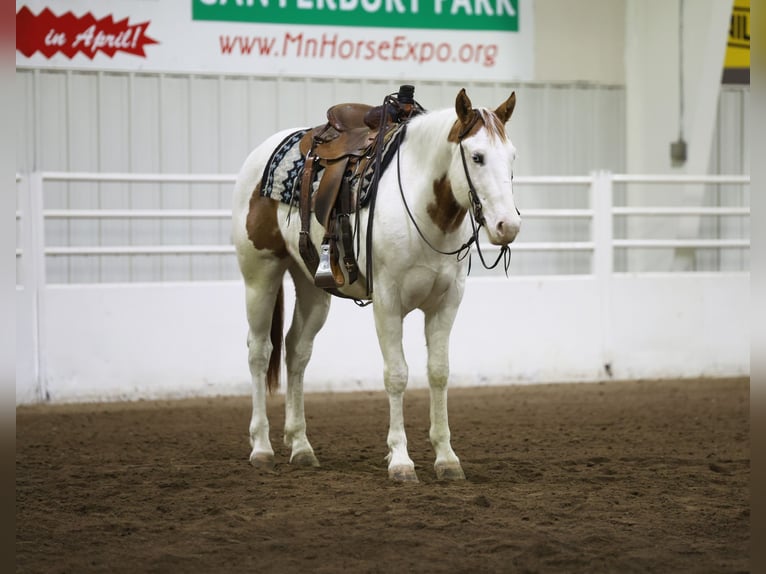 Paint Horse Castrone 8 Anni 152 cm Tovero-tutti i colori in Cannon Falls, MN