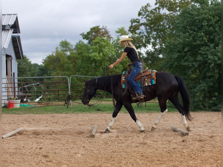 Paint Horse Castrone 8 Anni 155 cm Morello in Huntsville
