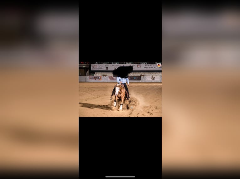 Paint Horse Castrone 8 Anni 155 cm Palomino in Sinsheim Paint Horse Castrone 8 Anni 155 cm Palomino in Sinsheim