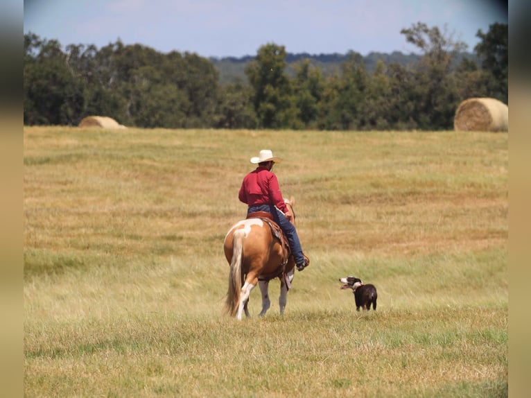 Paint Horse Castrone 8 Anni 155 cm Pezzato in Grand Saline