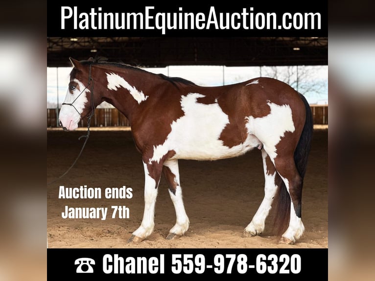 Paint Horse Castrone 8 Anni 155 cm Tobiano-tutti i colori in Jacksboro TX