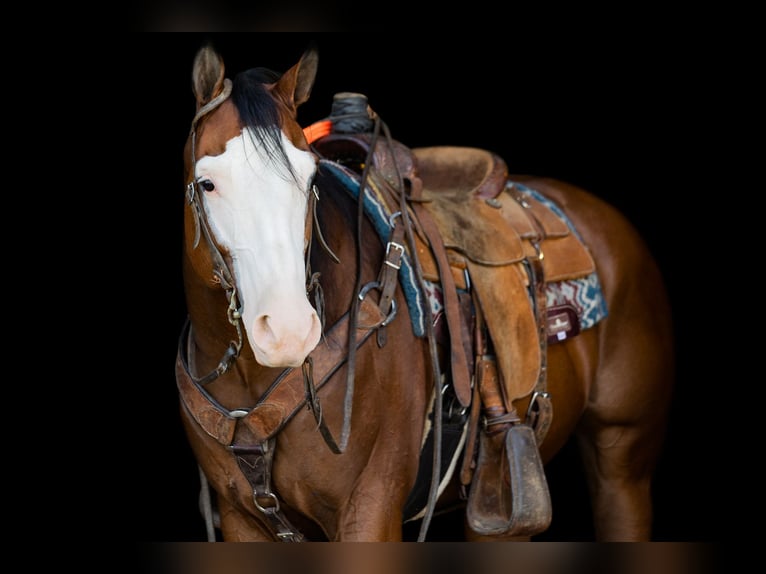 Paint Horse Castrone 8 Anni 157 cm Baio ciliegia in Decorah, IA