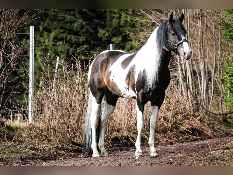 Paint Horse Castrone 8 Anni 158 cm in Bad Kötzting