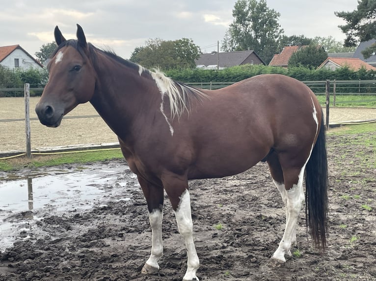 Paint Horse Castrone 8 Anni 160 cm Baio in Molenbeersel