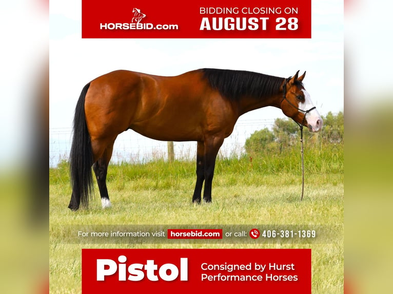Paint Horse Castrone 8 Anni 163 cm Baio ciliegia in Hamilton, MT