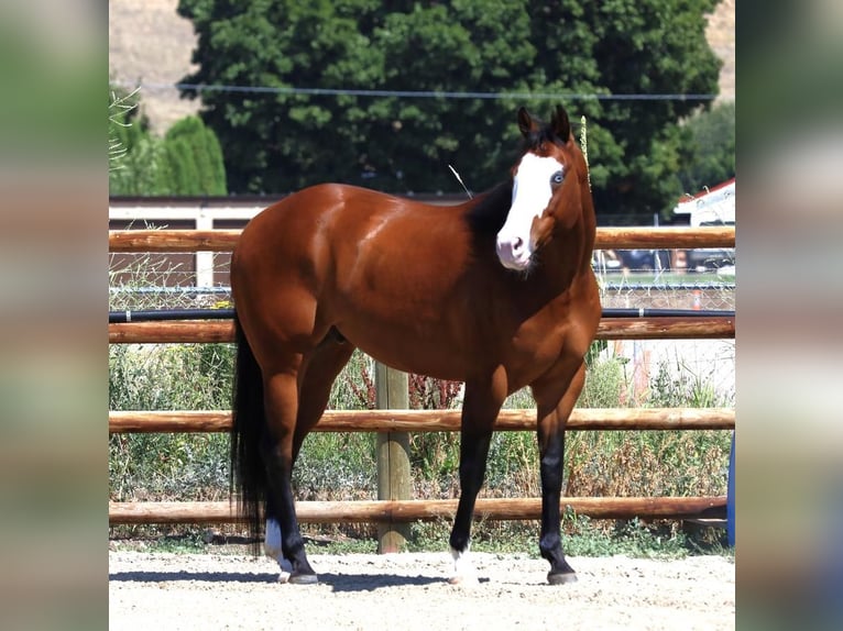 Paint Horse Castrone 8 Anni 163 cm Baio ciliegia in Hamilton, MT