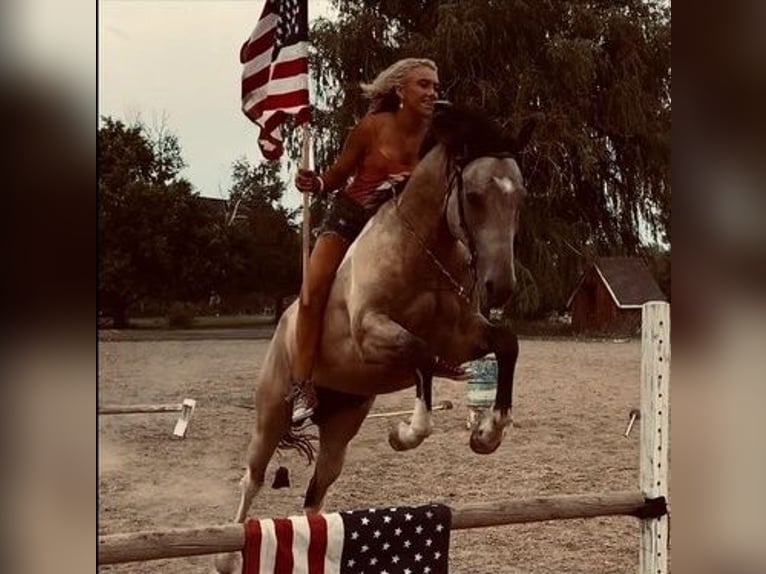 Paint Horse Castrone 8 Anni 163 cm Pelle di daino in Fort Collins, CO