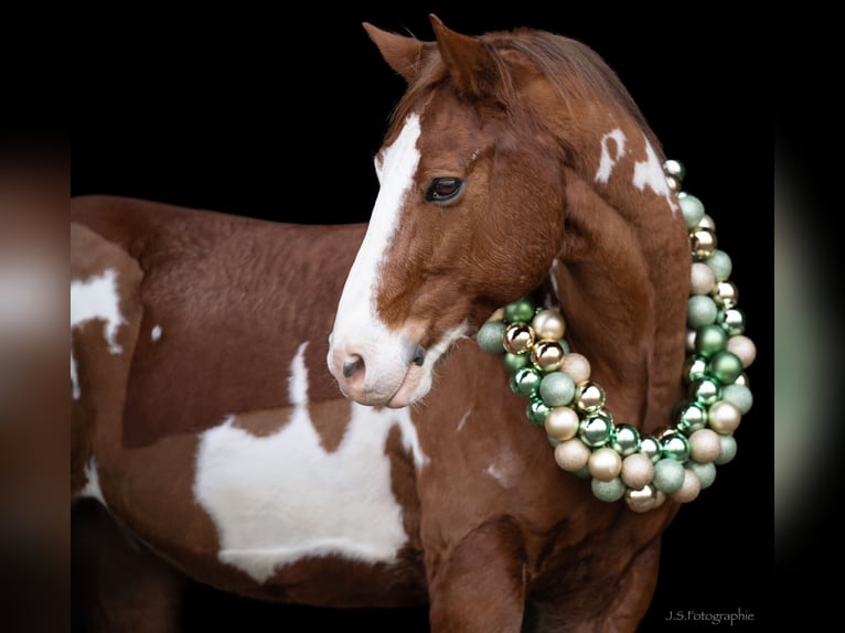 Paint Horse Mix Castrone 8 Anni 165 cm Overo-tutti i colori in Langerwehe