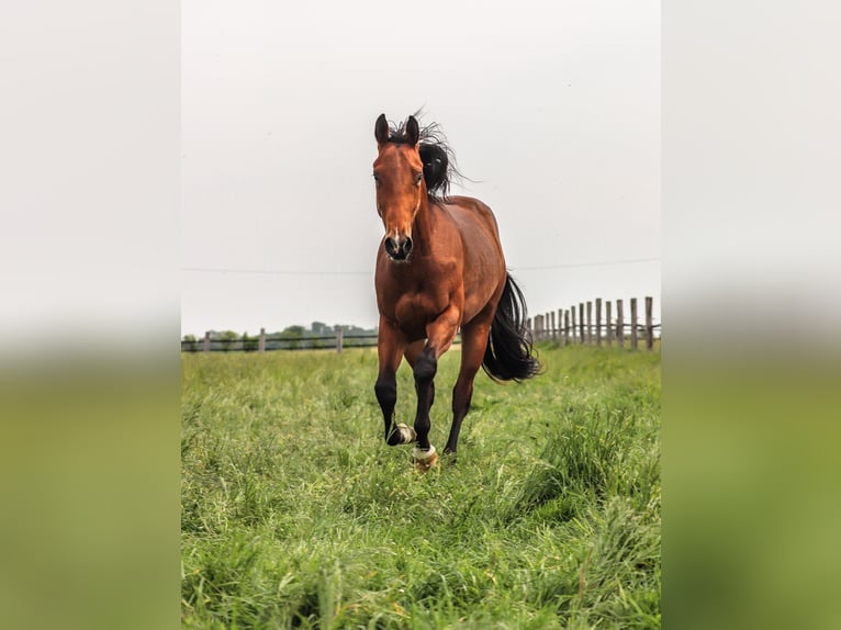 Paint Horse Castrone 8 Anni 167 cm Baio in Salzkotten