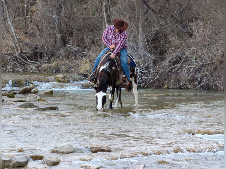 Paint Horse Castrone 9 Anni 137 cm Overo-tutti i colori in Stephenville Tx