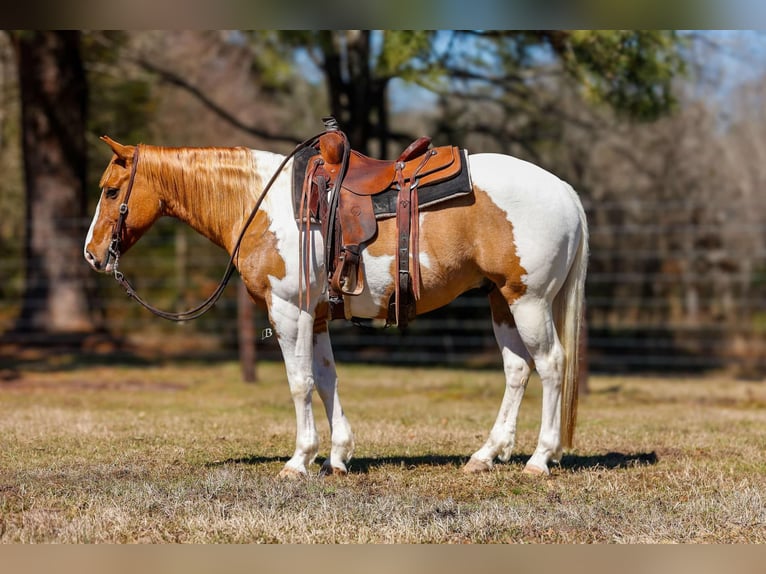 Paint Horse Castrone 9 Anni 150 cm Tobiano-tutti i colori in Lufkin, TX