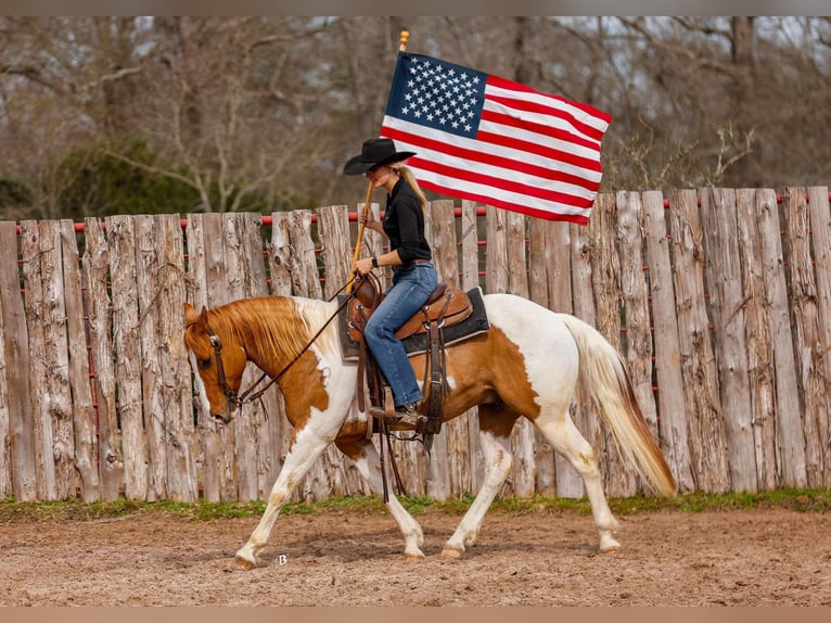 Paint Horse Castrone 9 Anni 150 cm Tobiano-tutti i colori in Lufkin, TX