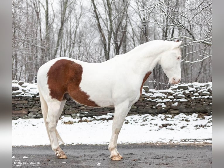 Paint Horse Castrone 9 Anni 150 cm Tobiano-tutti i colori in Everette Pa