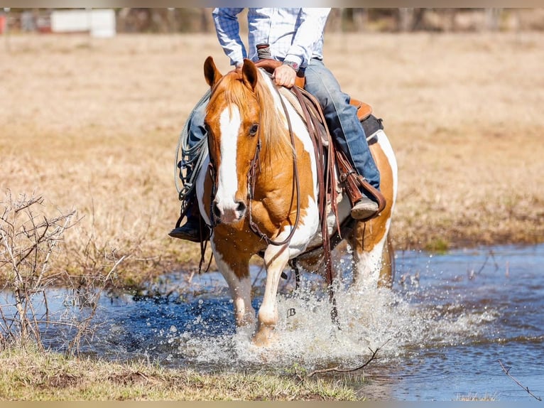 Paint Horse Castrone 9 Anni 152 cm Baio ciliegia in Arlington