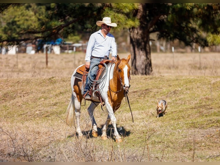 Paint Horse Castrone 9 Anni 152 cm Baio ciliegia in Arlington