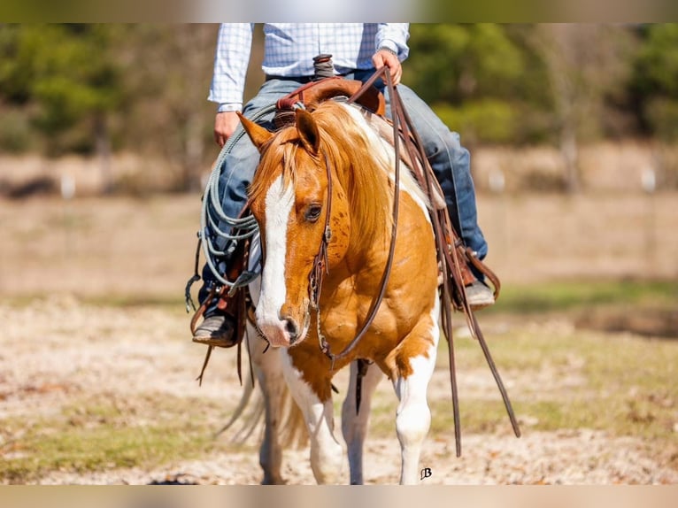 Paint Horse Castrone 9 Anni 152 cm Baio ciliegia in Arlington