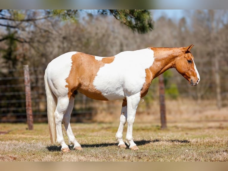 Paint Horse Castrone 9 Anni 152 cm Baio ciliegia in Arlington