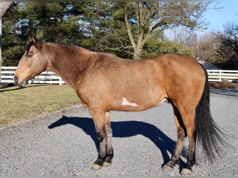 Paint Horse Castrone 9 Anni 152 cm Pelle di daino in Allentown, NJ