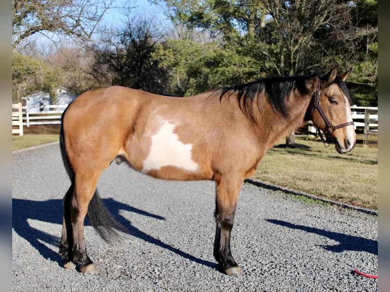 Paint Horse Castrone 9 Anni 152 cm Pelle di daino in Allentown, NJ