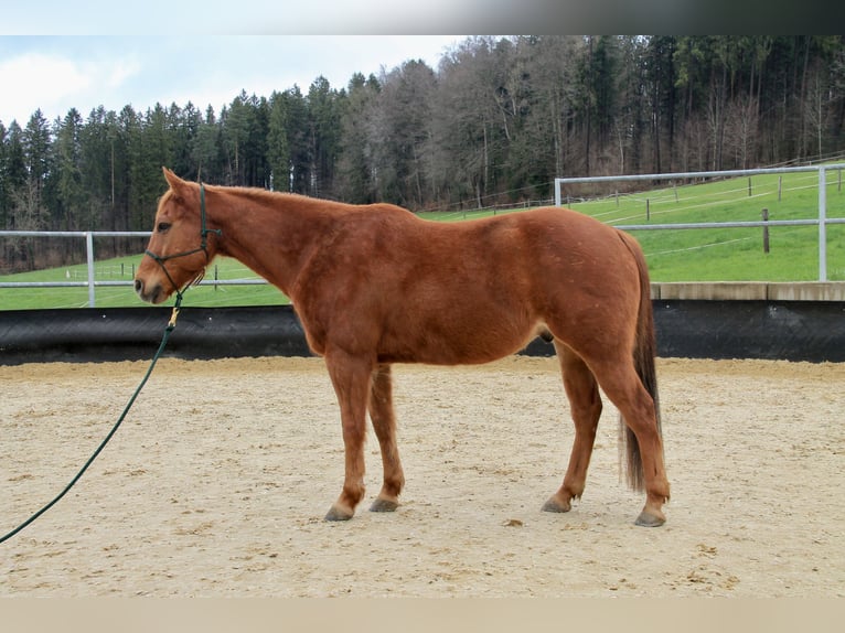 Paint Horse Castrone 9 Anni 152 cm Sauro in Affoltern am Albis