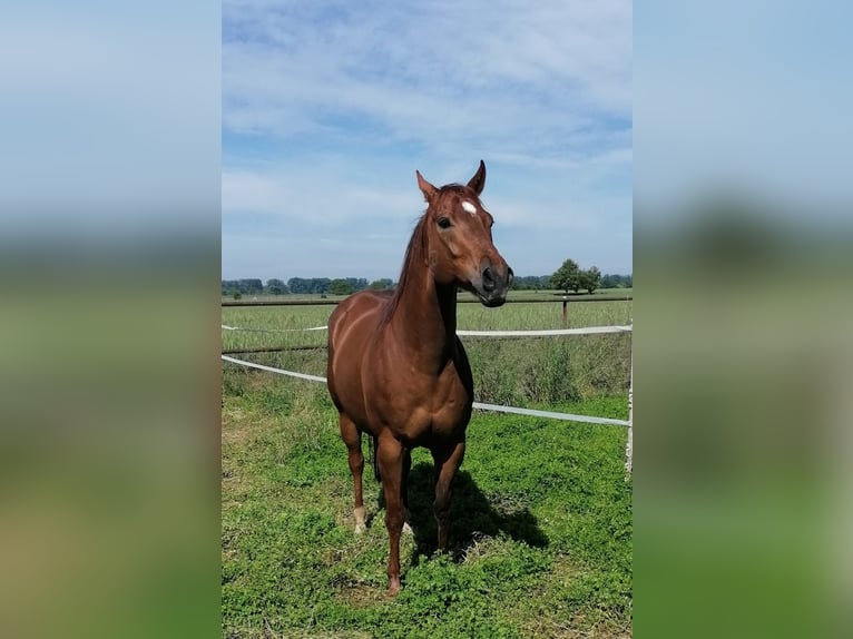 Paint Horse Castrone 9 Anni 152 cm Sauro in Biebesheim am Rhein