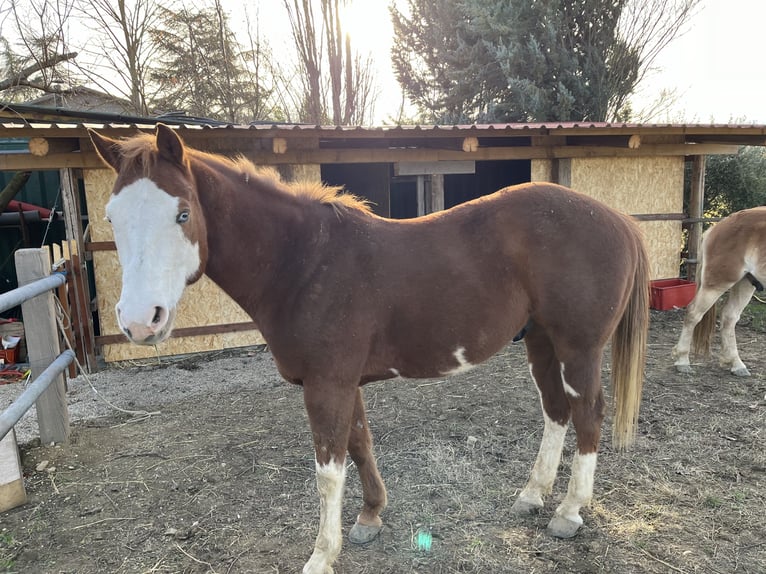 Paint Horse Castrone 9 Anni 154 cm in Castrocaro Terme E Terra Del Sole