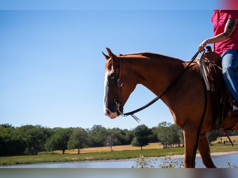 Paint Horse Castrone 9 Anni 155 cm Sauro ciliegia in Mt Vernon, TX
