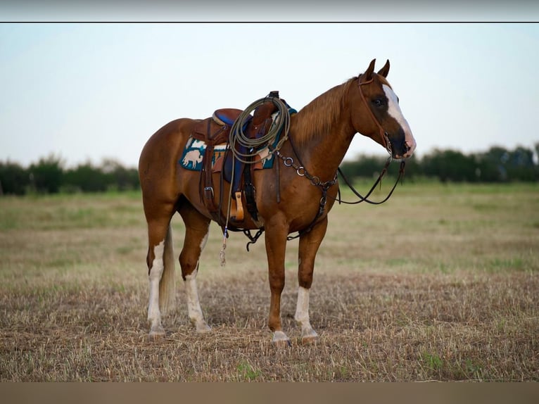 Paint Horse Castrone 9 Anni 155 cm Sauro ciliegia in Mt Vernon, TX