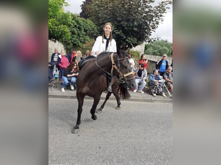 Paint Horse Castrone 9 Anni 157 cm Morello in Saint Girons