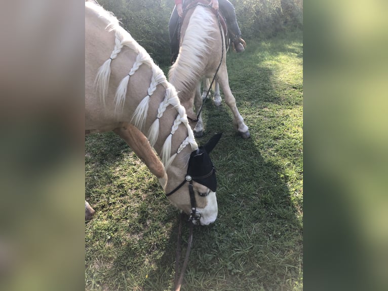 Paint Horse Castrone 9 Anni 157 cm Palomino in Hartheim