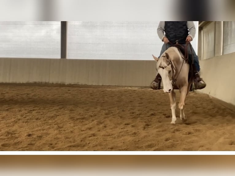 Paint Horse Castrone 9 Anni 157 cm Palomino in Hartheim