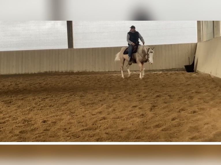 Paint Horse Castrone 9 Anni 157 cm Palomino in Hartheim