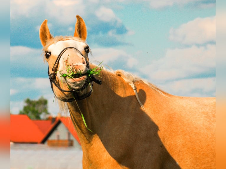 Paint Horse Castrone 9 Anni 157 cm Palomino in Hartheim