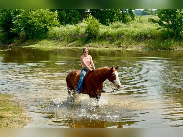 Paint Horse Castrone 9 Anni 160 cm Sauro ciliegia in Gainesville, TX
