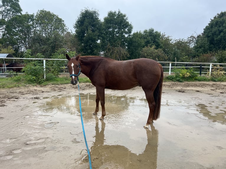 Paint Horse Castrone 9 Anni 160 cm Sauro scuro in Rippach Paint Horse Castrone 9 Anni 160 cm Sauro scuro in Rippach