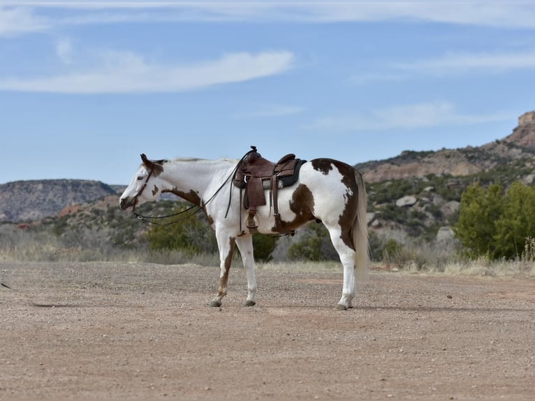 Paint Horse Castrone 9 Anni 163 cm Sauro scuro in Lisbon IA