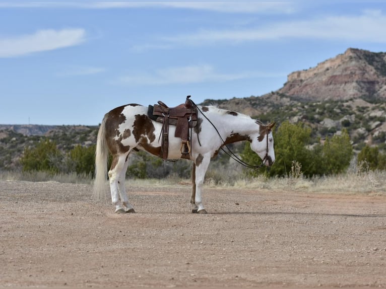 Paint Horse Castrone 9 Anni 163 cm Sauro scuro in Lisbon IA