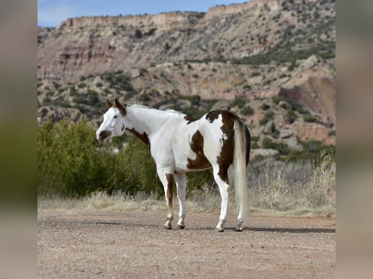 Paint Horse Castrone 9 Anni 163 cm Sauro scuro in Lisbon IA