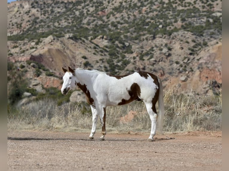 Paint Horse Castrone 9 Anni 163 cm Sauro scuro in Lisbon IA