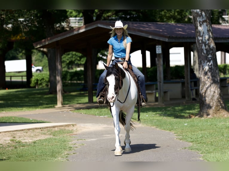 Paint Horse Castrone 9 Anni 163 cm Tobiano-tutti i colori in Lufkin, TX