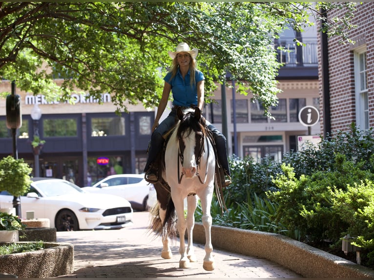 Paint Horse Castrone 9 Anni 163 cm Tobiano-tutti i colori in Lufkin, TX