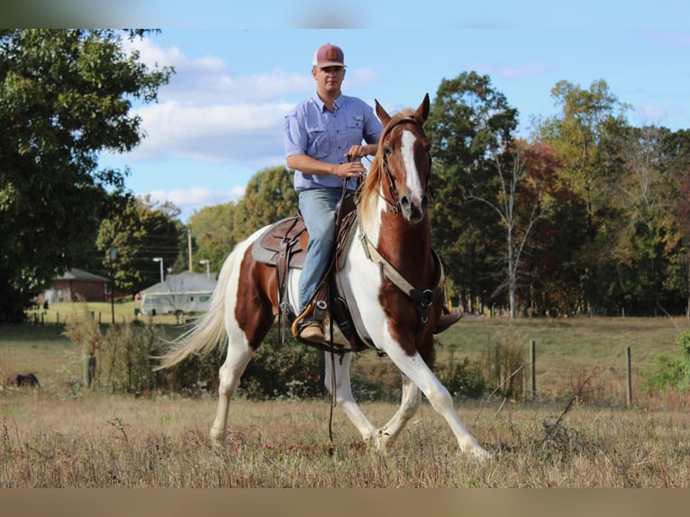 Paint Horse Castrone 9 Anni 163 cm Tobiano-tutti i colori in Cherryville NC