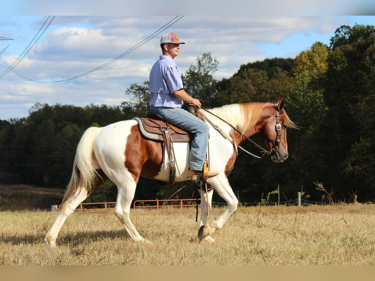 Paint Horse Castrone 9 Anni 163 cm Tobiano-tutti i colori in Cherryville NC