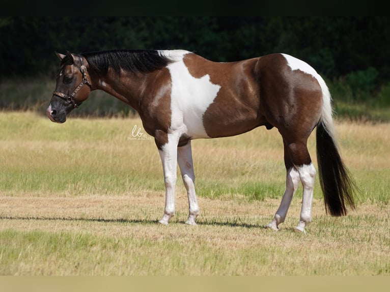 Paint Horse Castrone 9 Anni 168 cm in Terrell, TX