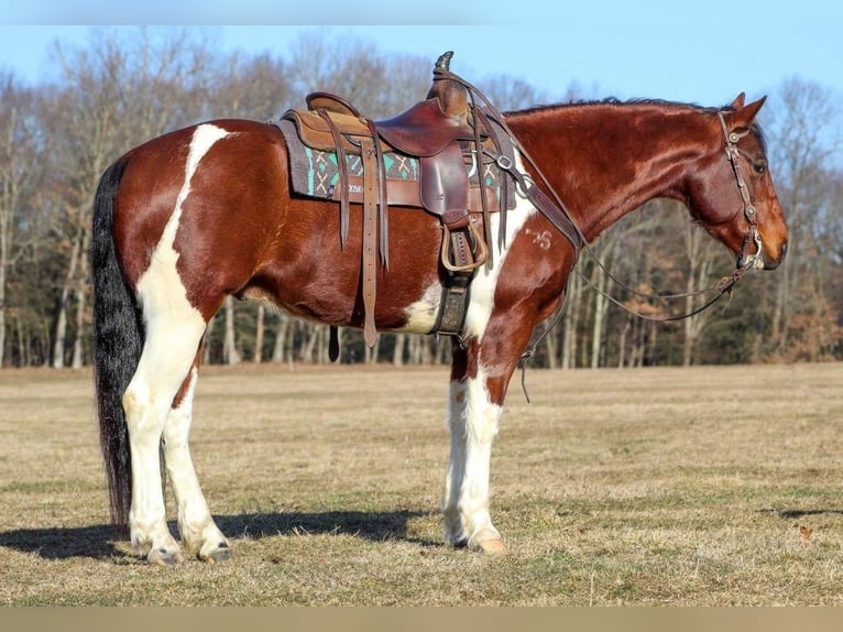 Paint Horse Castrone 9 Anni in Cook Forest, PA